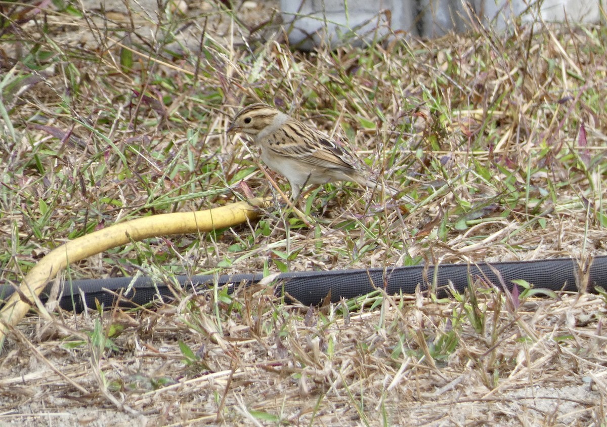 Clay-colored Sparrow - ML642404450