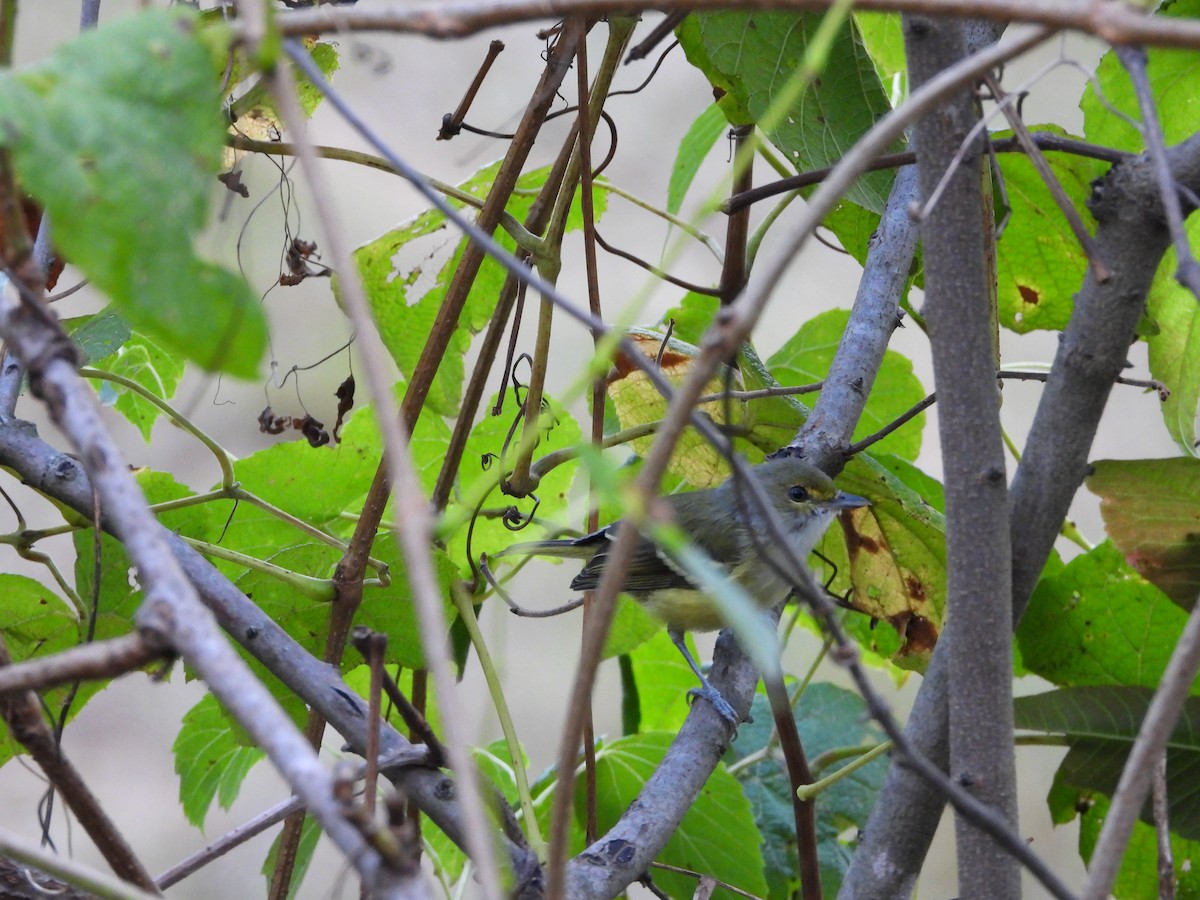 White-eyed Vireo - ML642404451