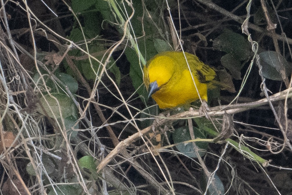 Holub's Golden-Weaver - ML642404452