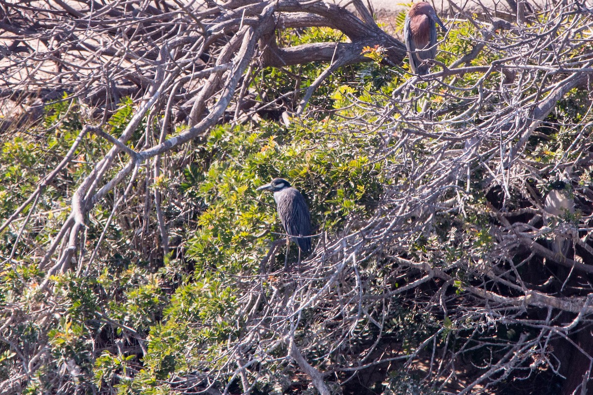 Yellow-crowned Night Heron - ML642404453