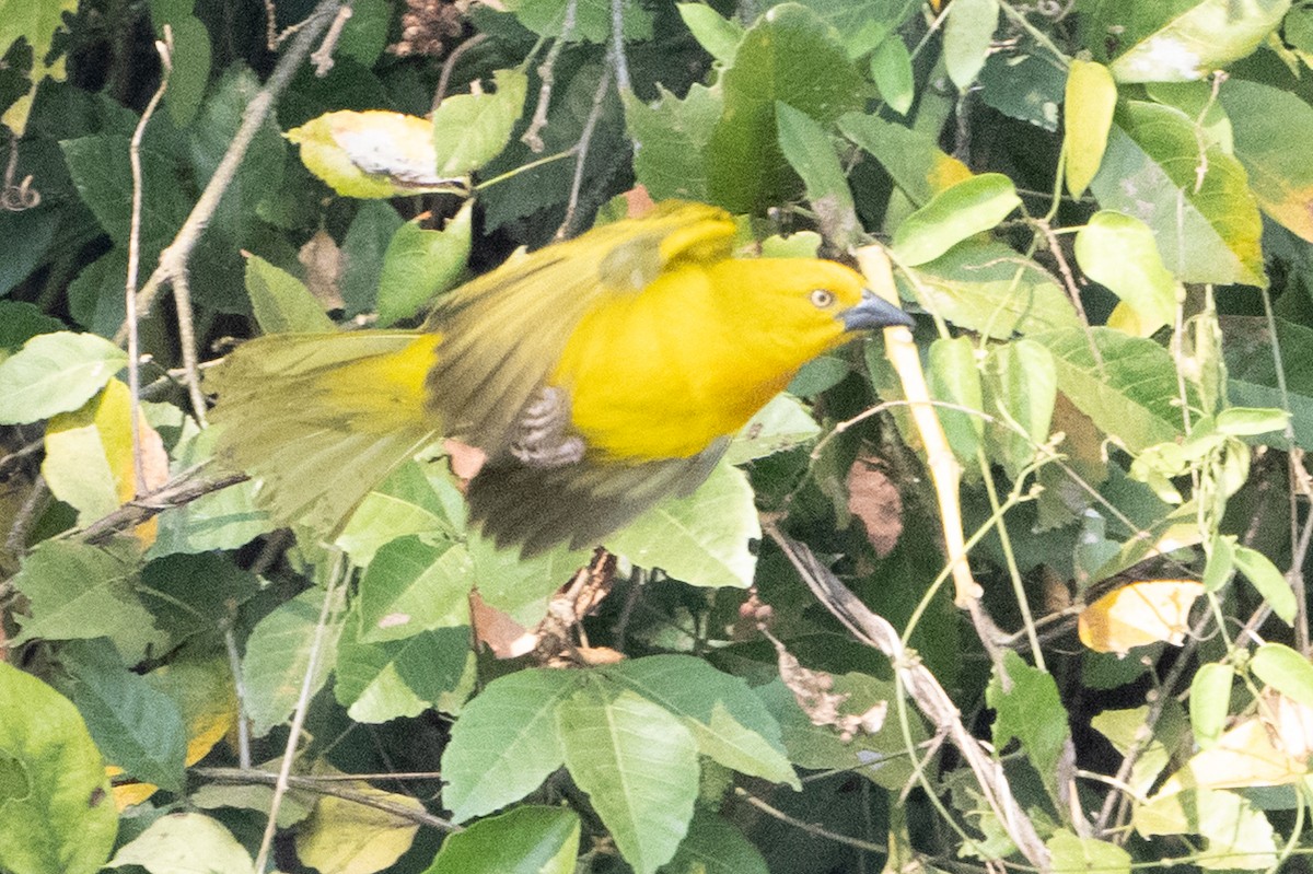 Holub's Golden-Weaver - ML642404454