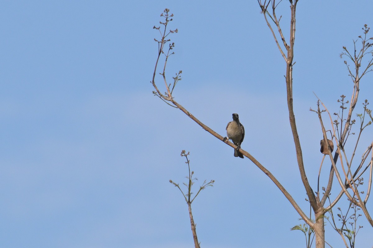 Little Friarbird - ML642404455