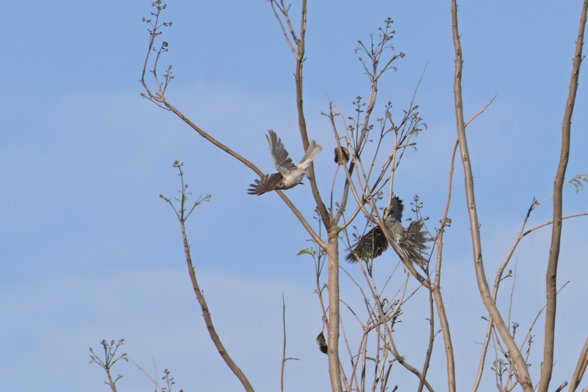 Little Friarbird - ML642404456