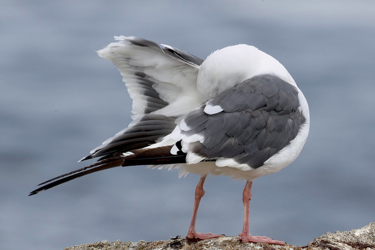 Western Gull - ML642404458