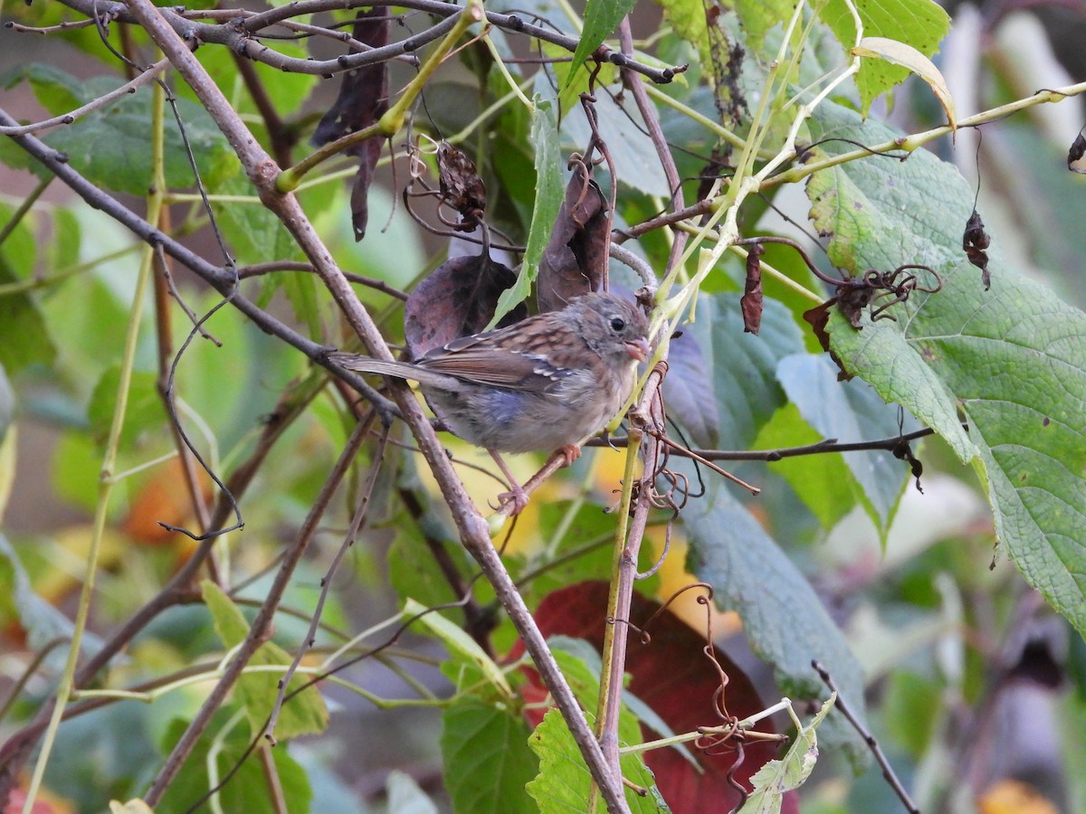 Field Sparrow - ML642404459
