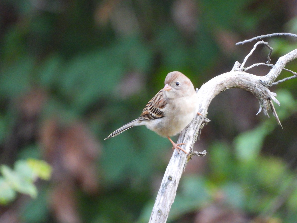Field Sparrow - ML642404460