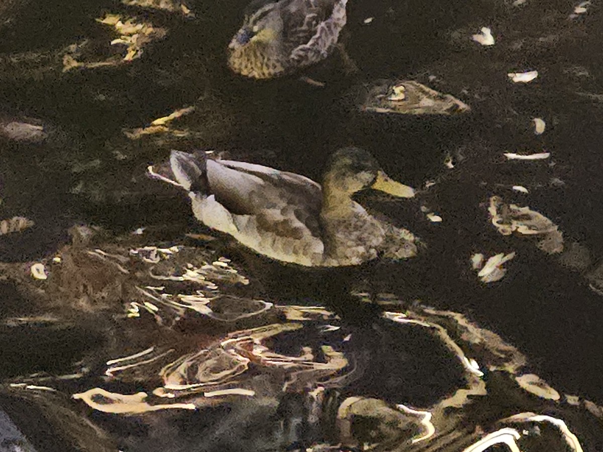 Mallard - ML642404462
