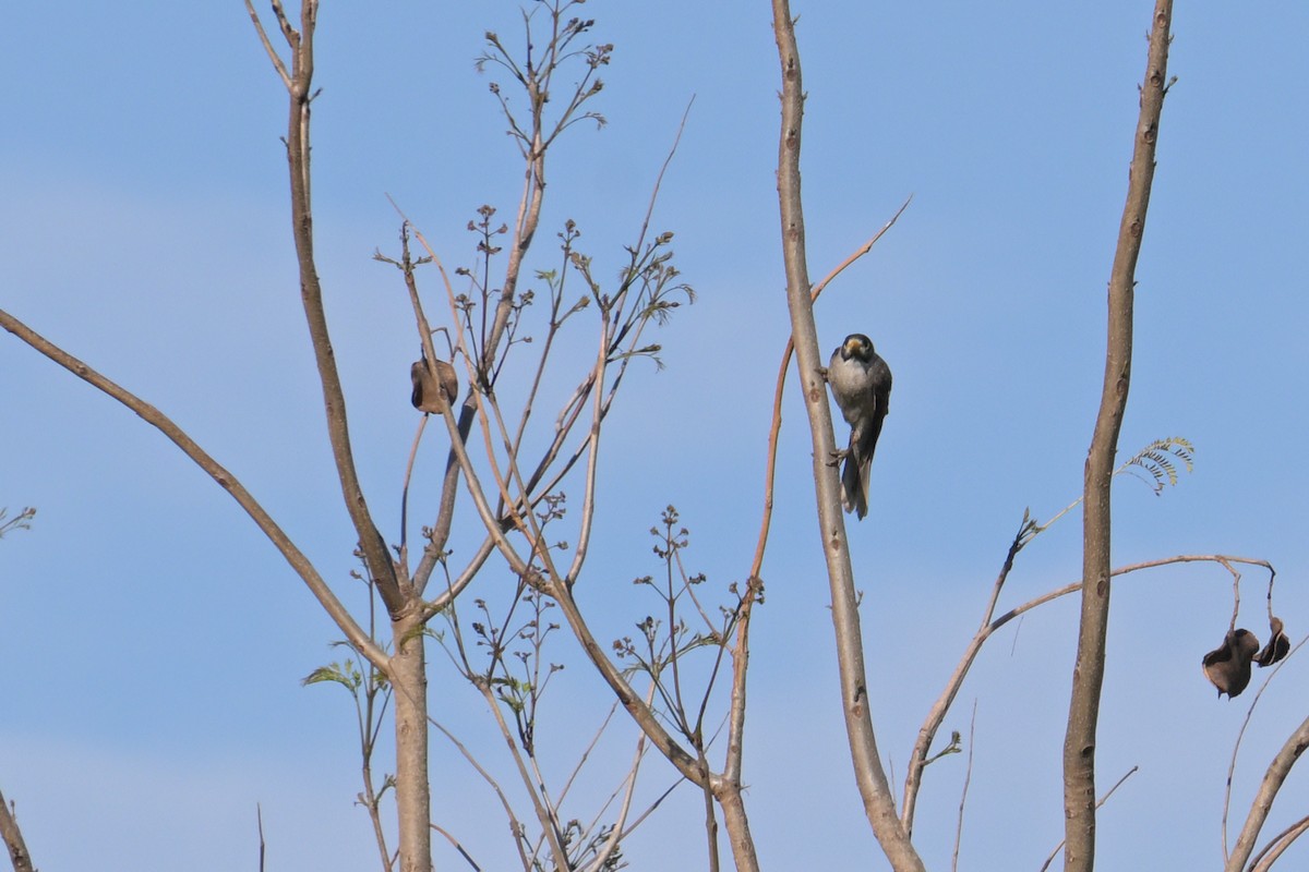 Noisy Miner - ML642404465
