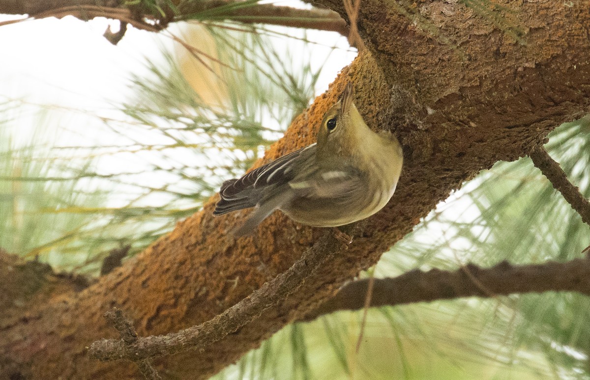Blackpoll Warbler - ML642404530