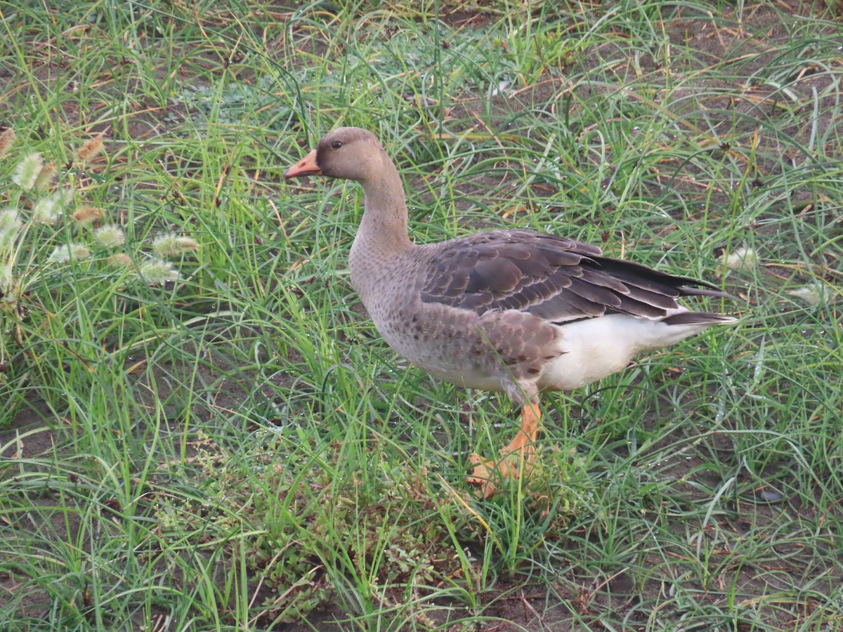 Greater White-fronted Goose - ML642404561