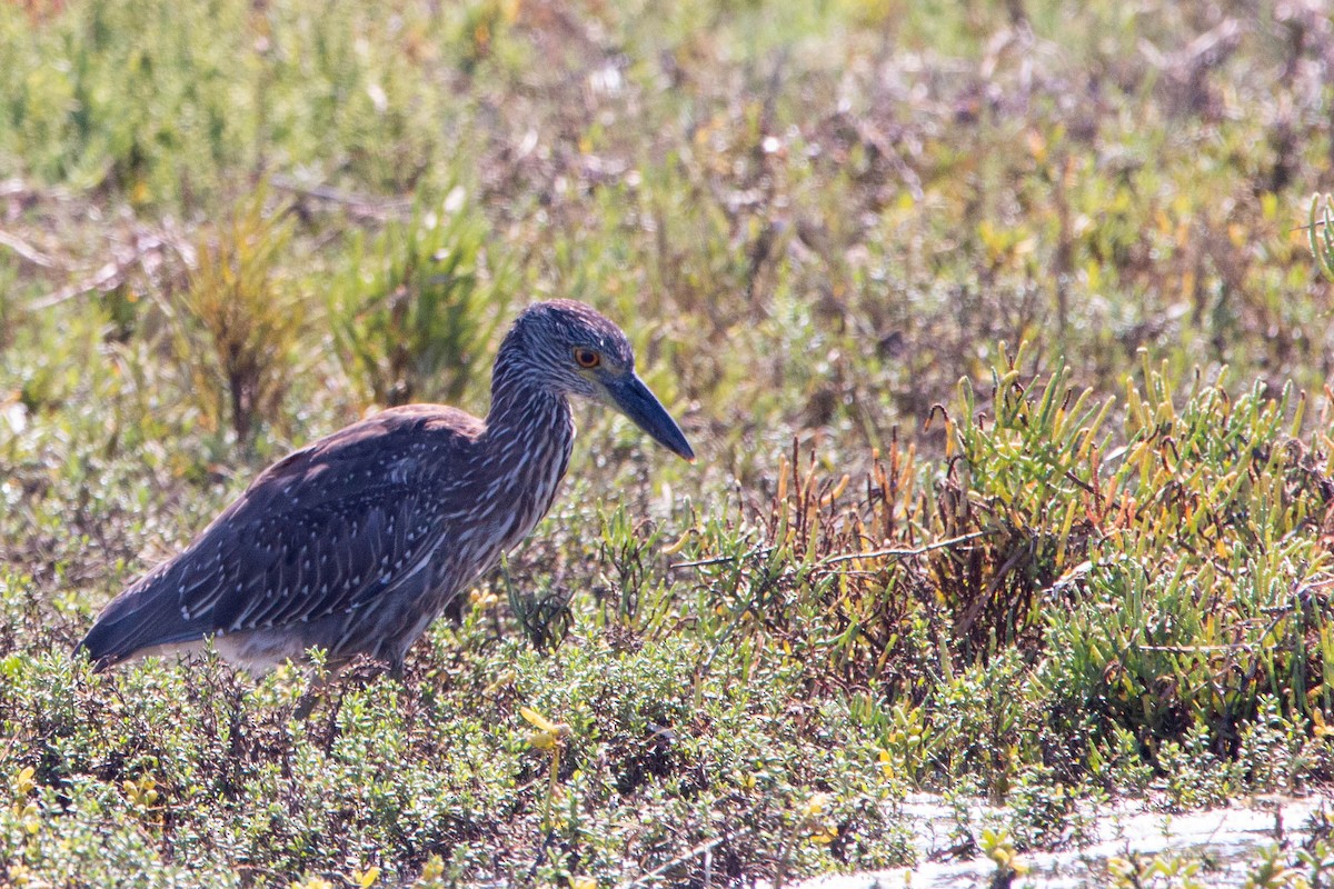 Yellow-crowned Night Heron - ML642404571