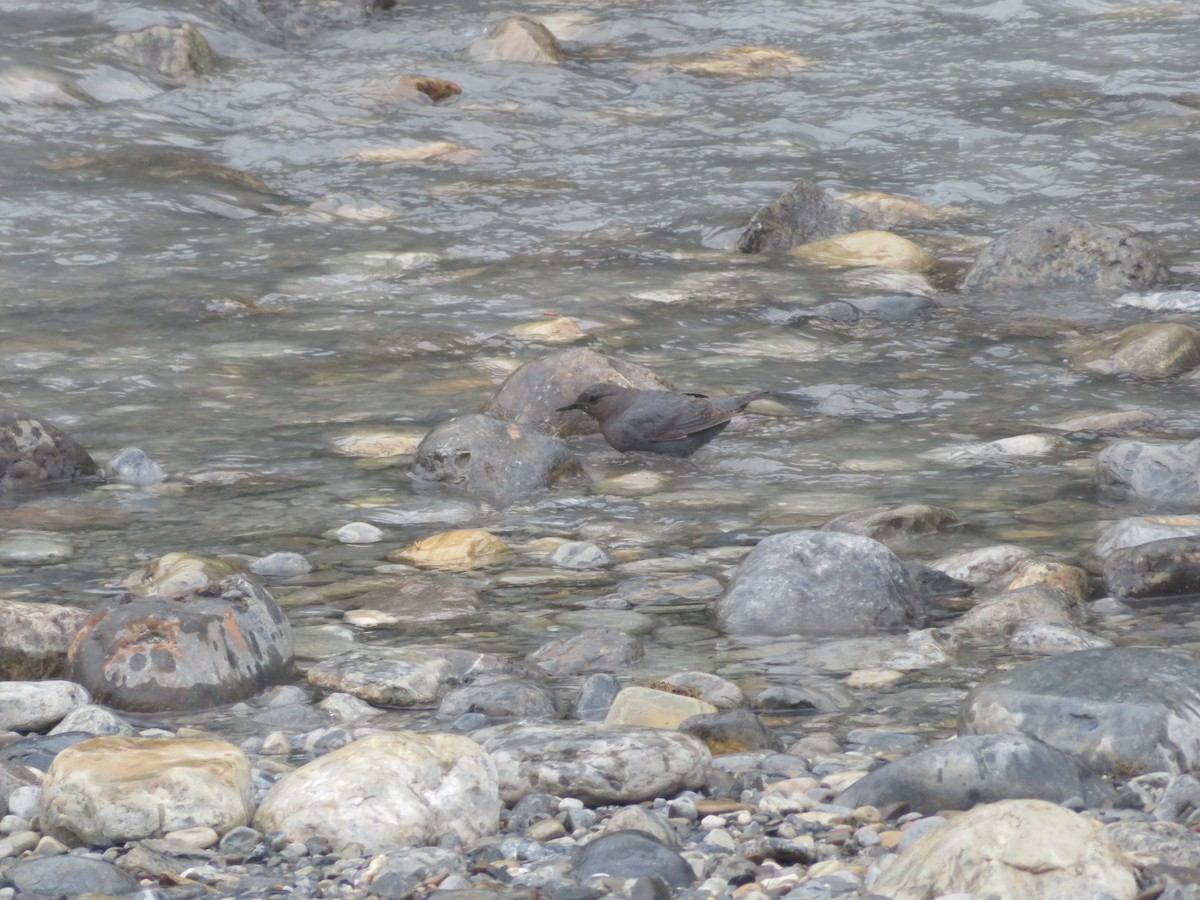 American Dipper - Tony Lammers