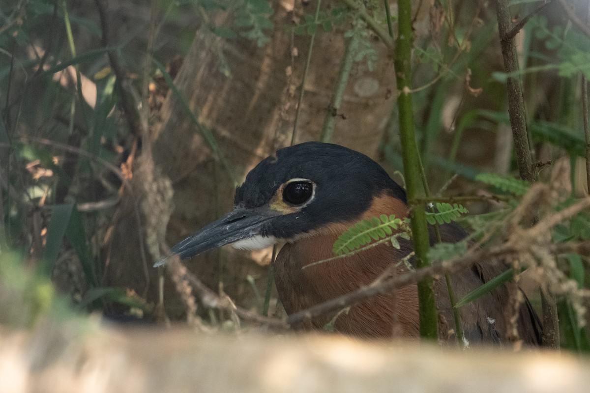 White-backed Night Heron - ML642404624