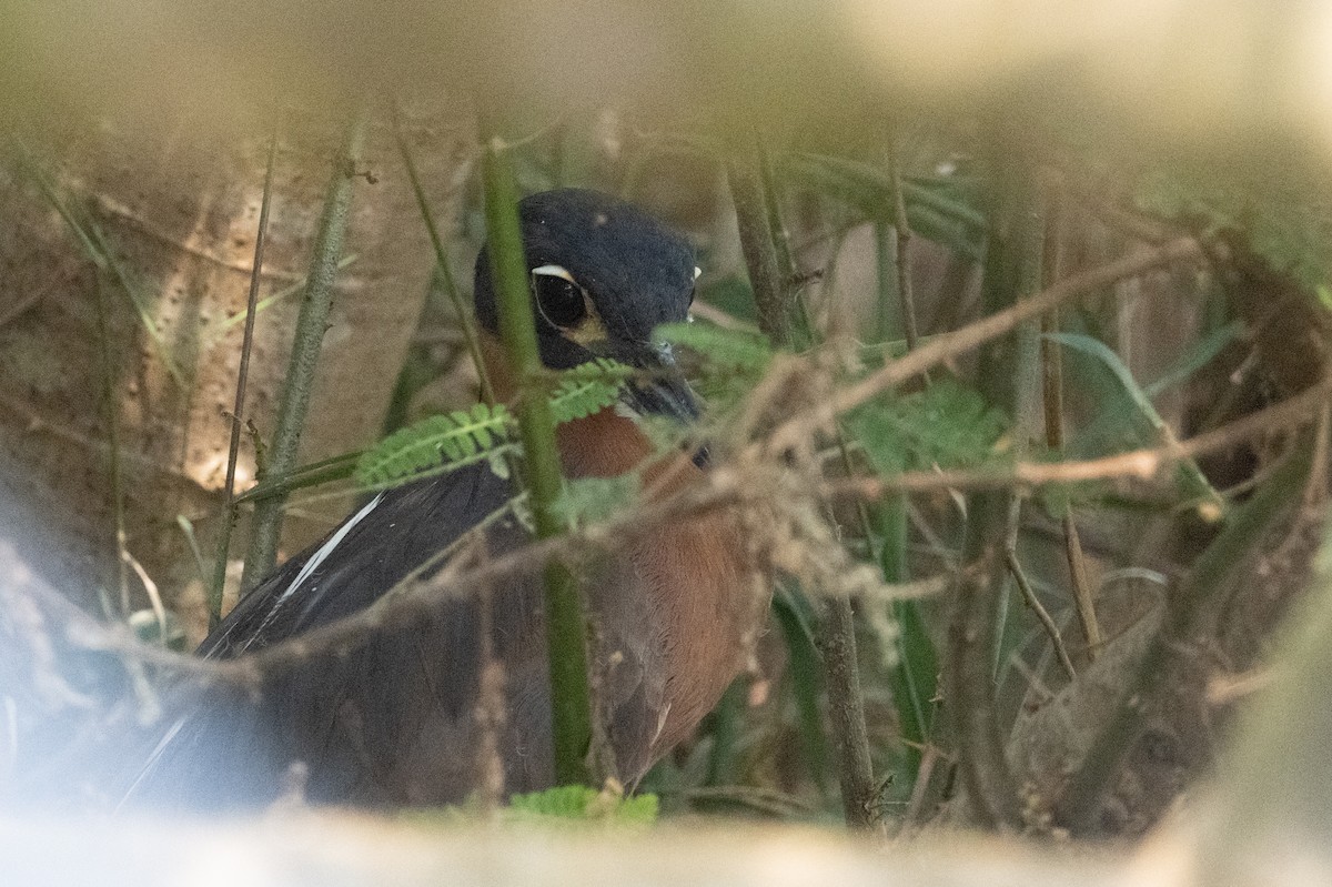 White-backed Night Heron - ML642404628