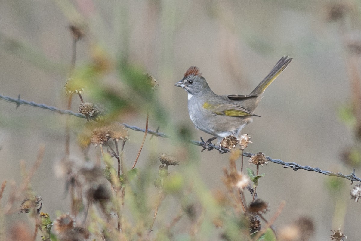 Green-tailed Towhee - ML642404639