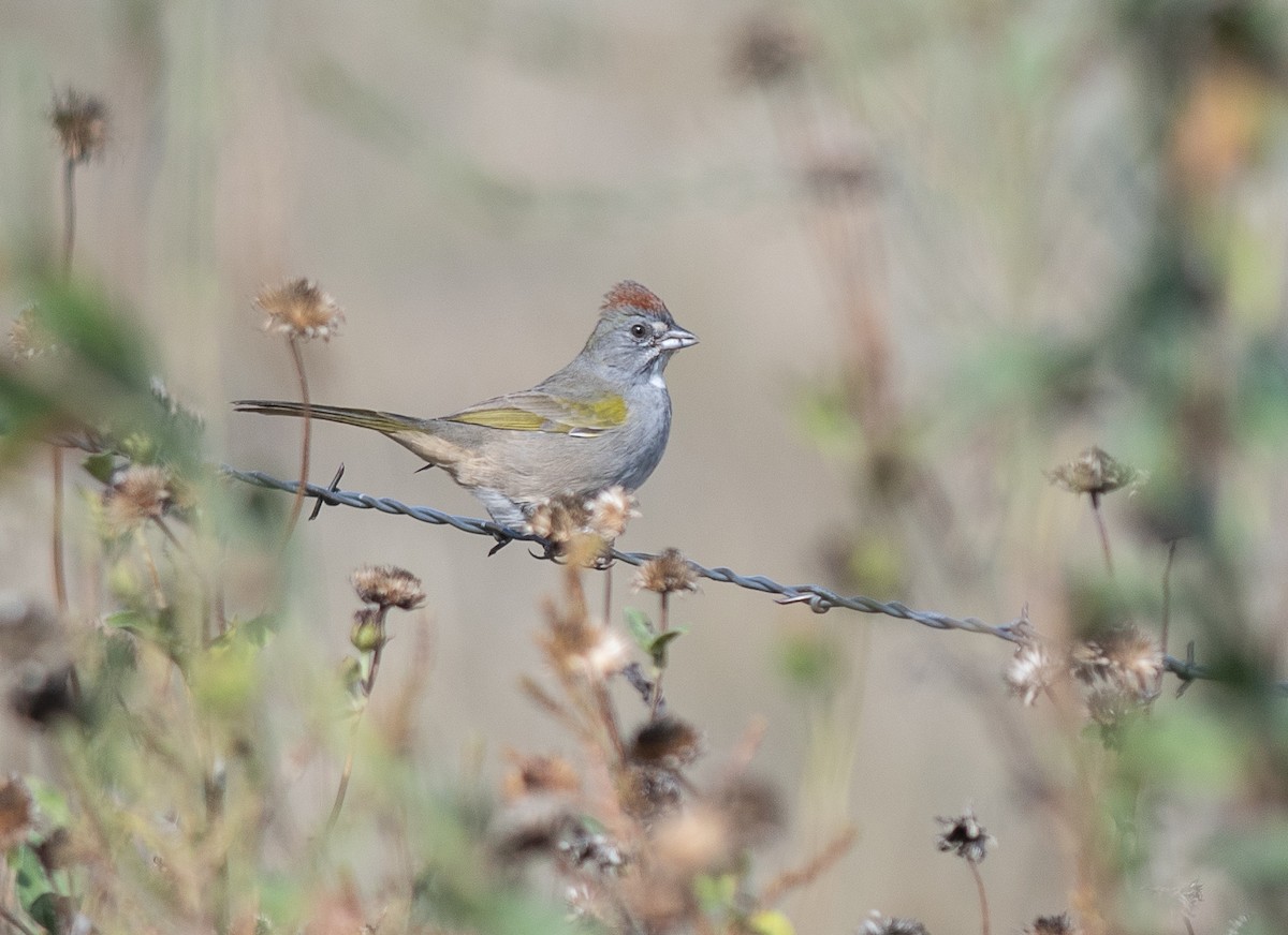 Green-tailed Towhee - ML642404640
