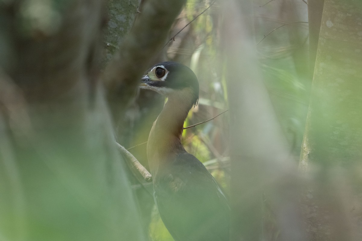 White-backed Night Heron - ML642404642