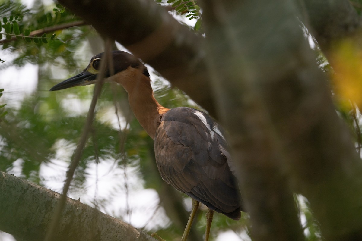 White-backed Night Heron - ML642404643