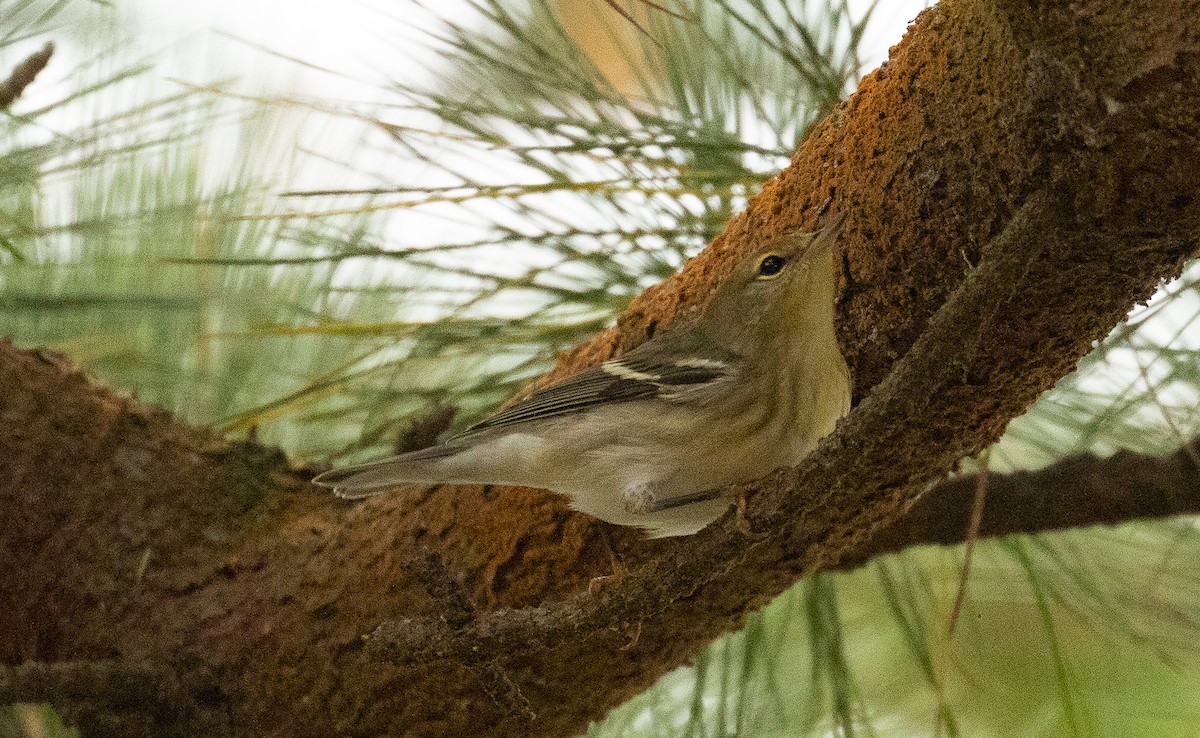 Blackpoll Warbler - ML642404646