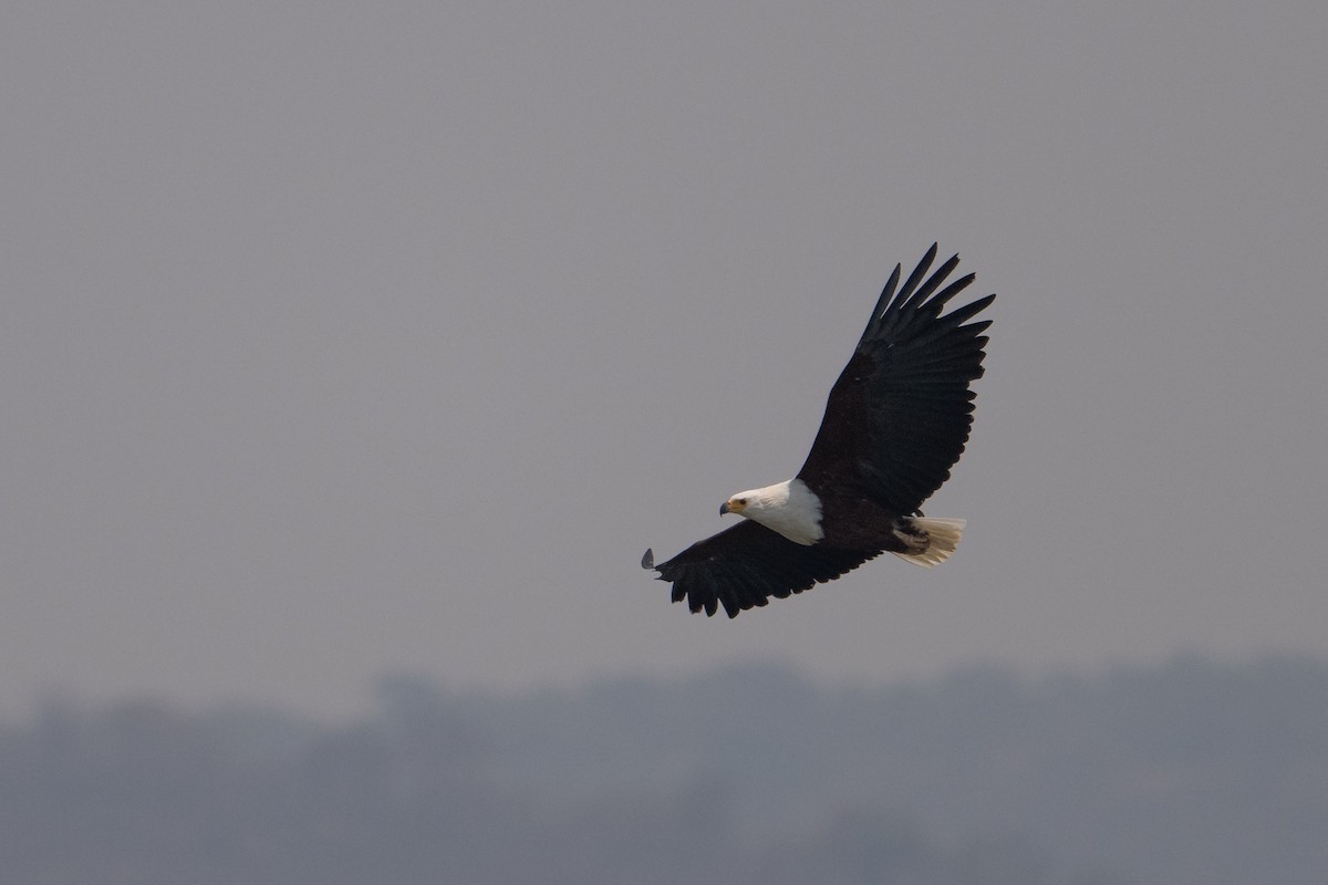 African Fish-Eagle - ML642404701