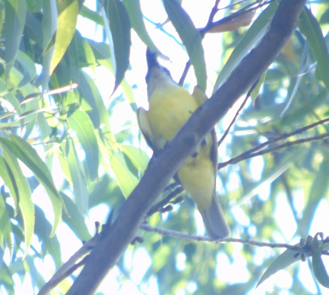Boat-billed Flycatcher - ML642404712
