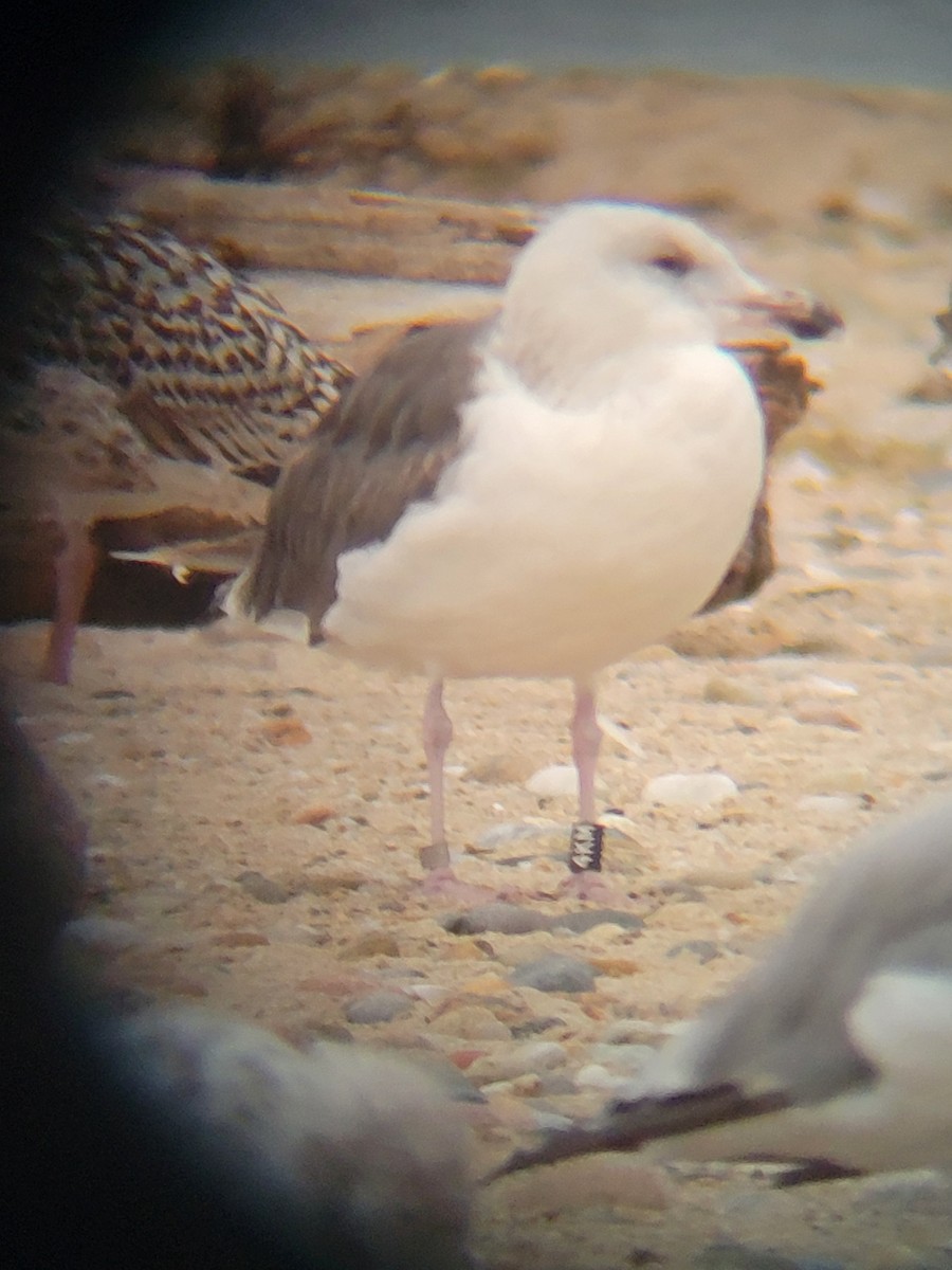 Great Black-backed Gull - ML642404715