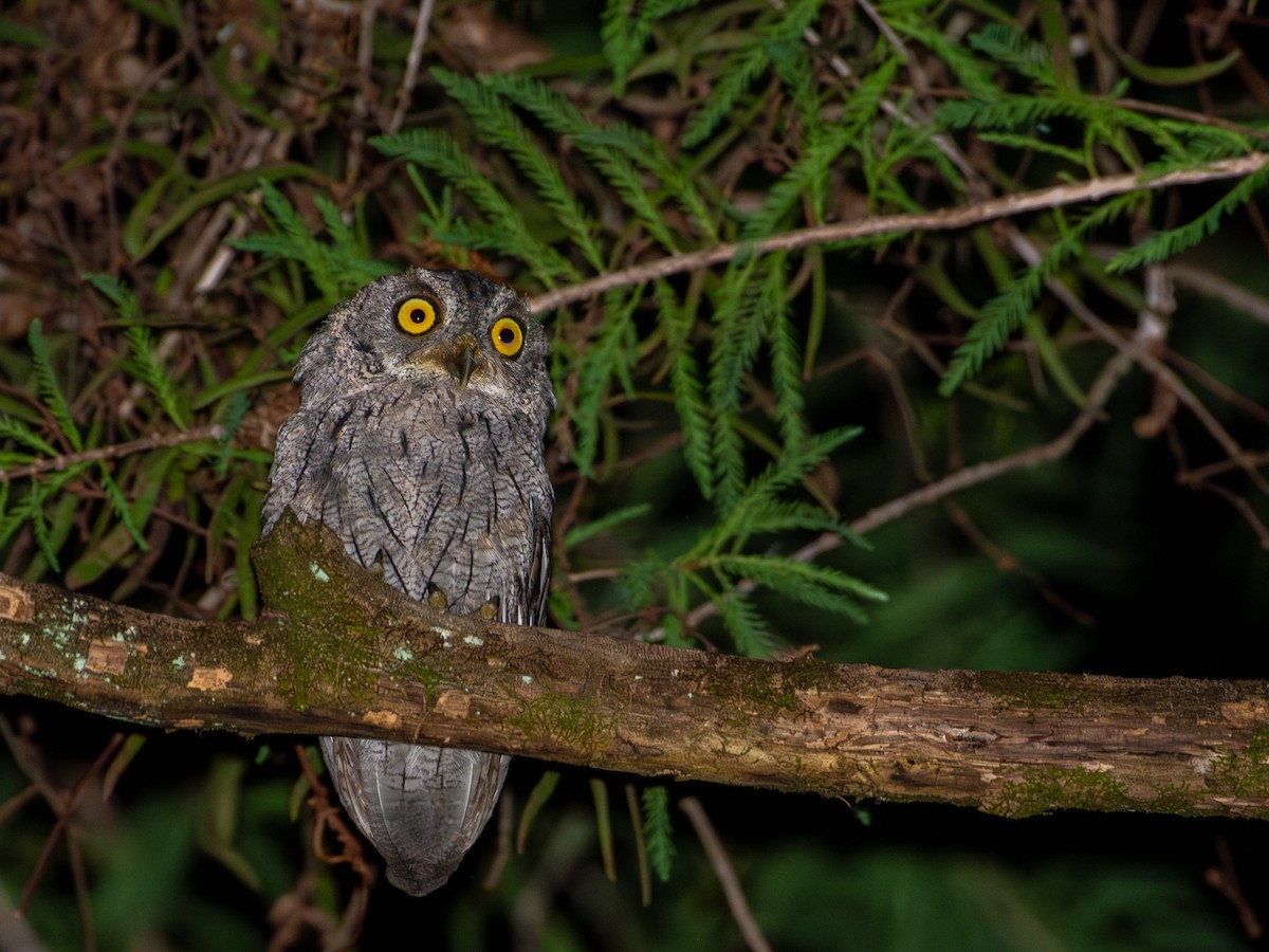 Western Screech-Owl - ML642404760
