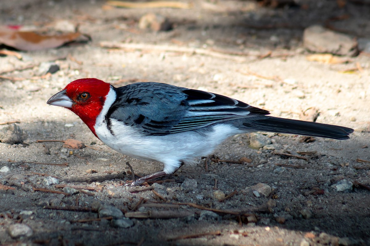 Red-cowled Cardinal - ML642404776