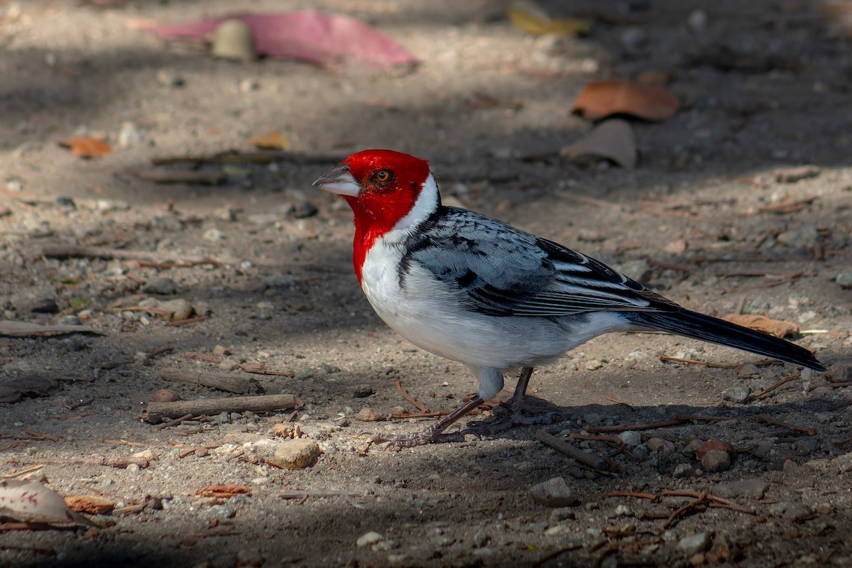 Red-cowled Cardinal - ML642404777
