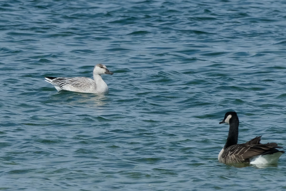 Snow Goose - ML642404782