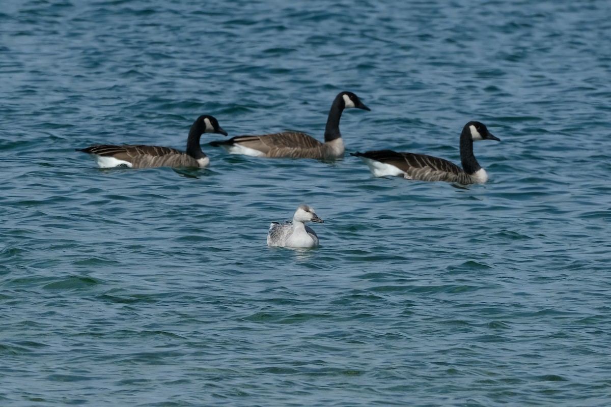 Snow Goose - ML642404783