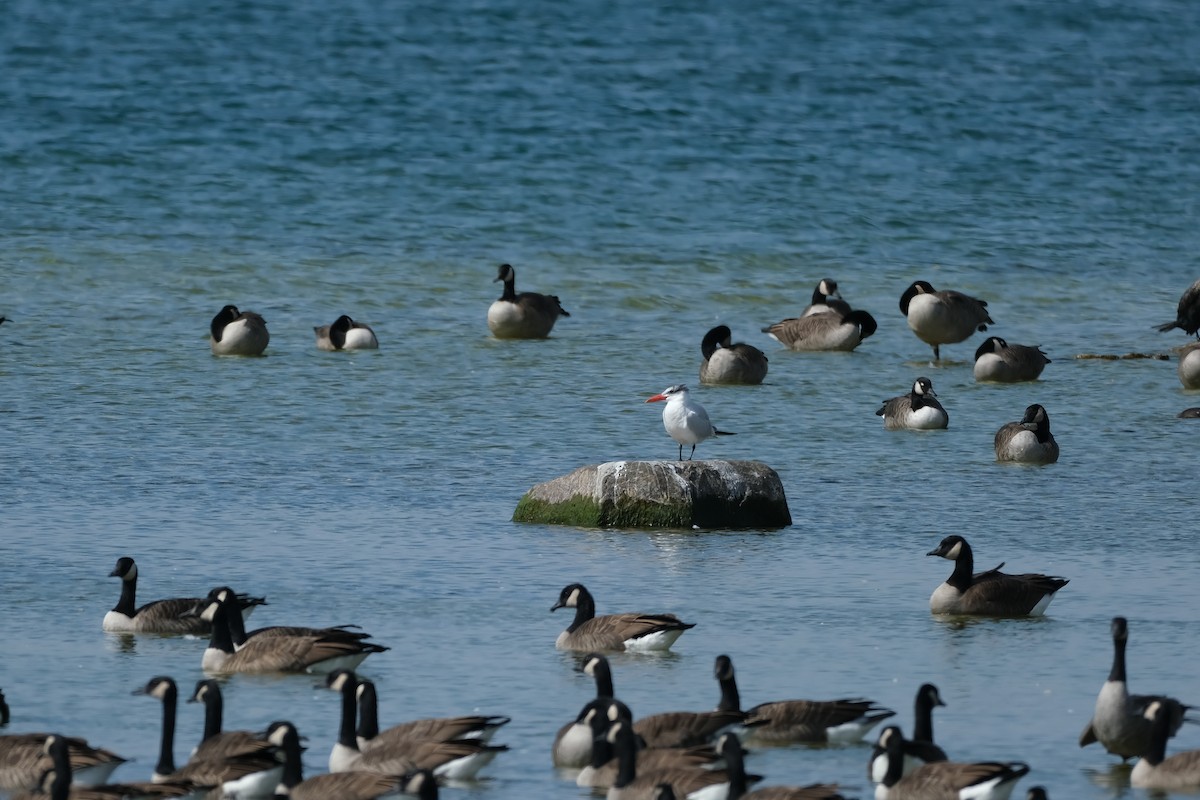 Caspian Tern - ML642404789