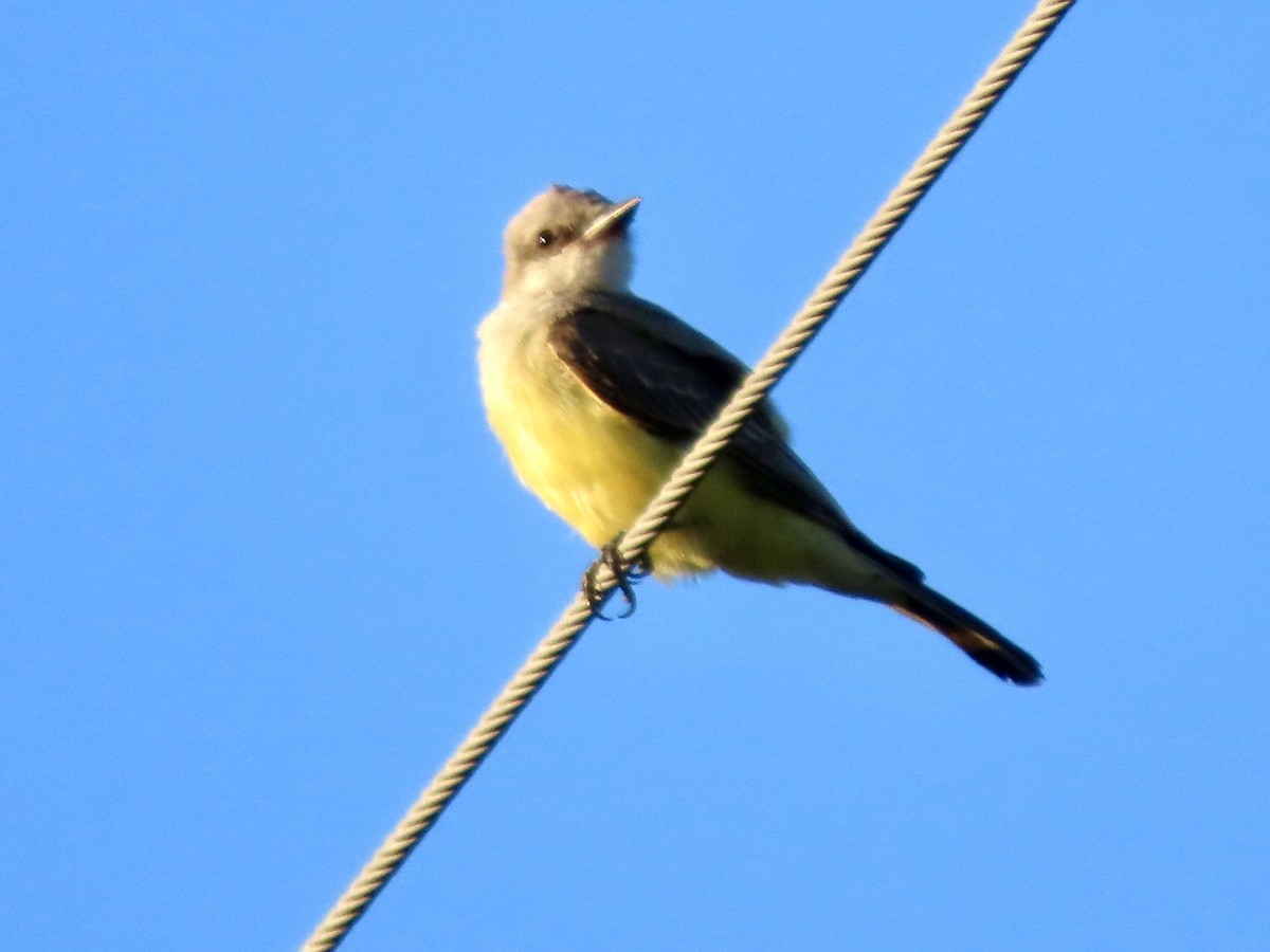 Western Kingbird - ML642404797