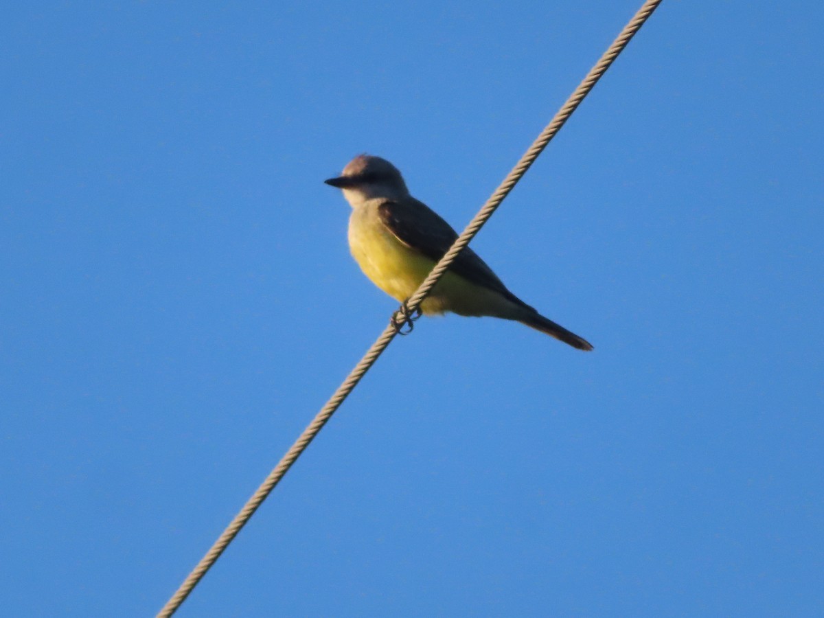 Western Kingbird - ML642404798