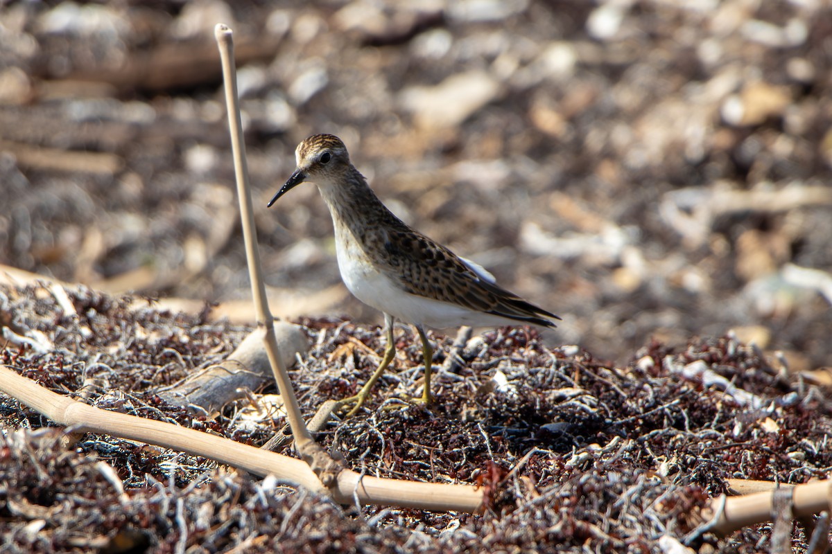 Least Sandpiper - ML642404825