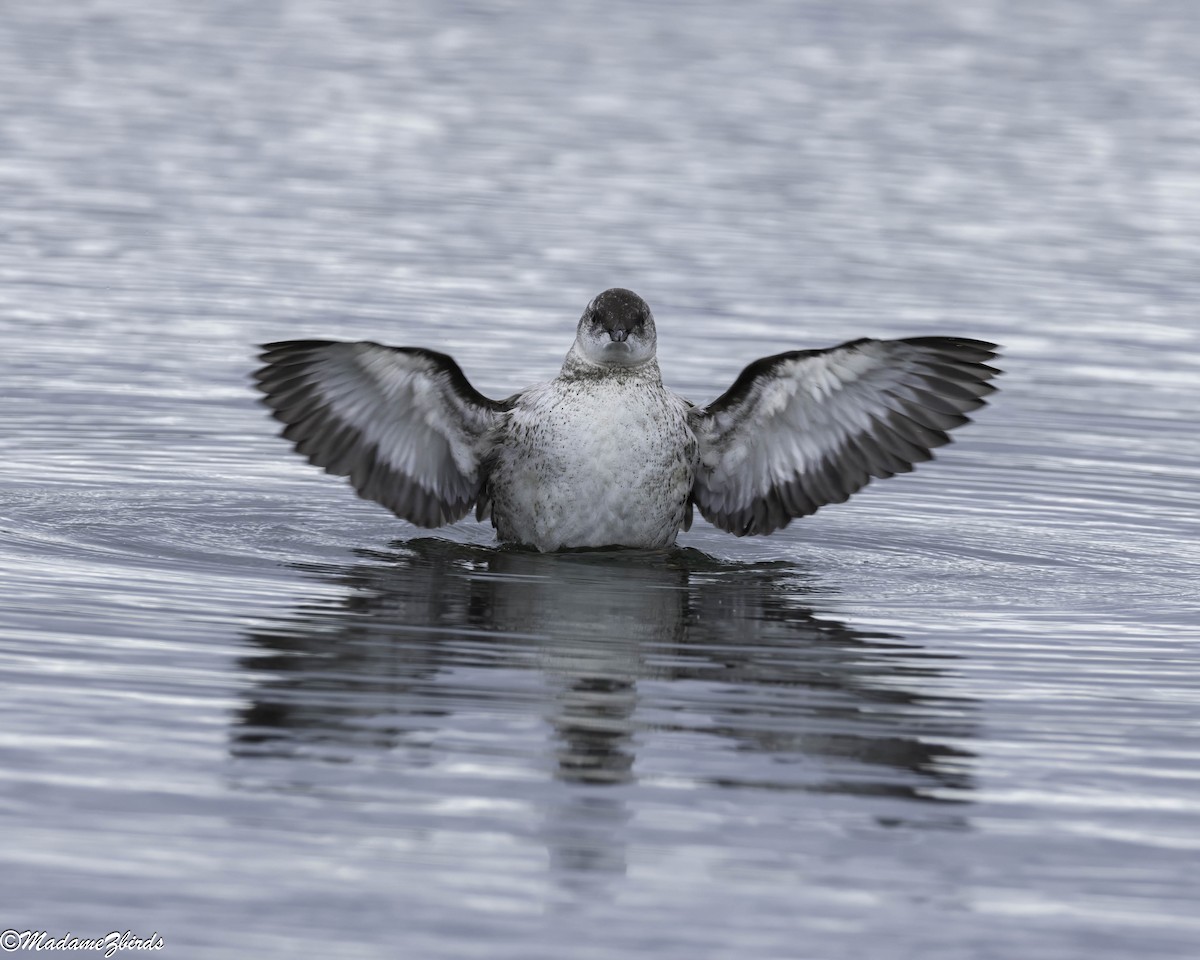Black Guillemot - ML642404837