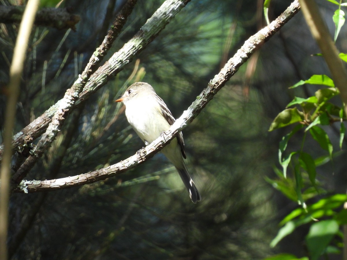 Least Flycatcher - ML642404840