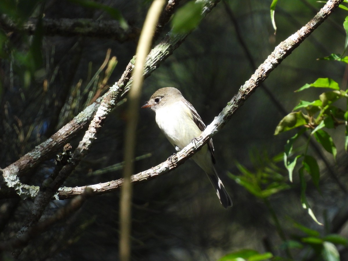 Least Flycatcher - ML642404841