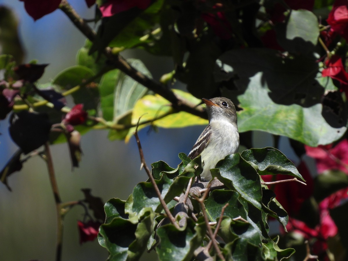 Least Flycatcher - ML642404842