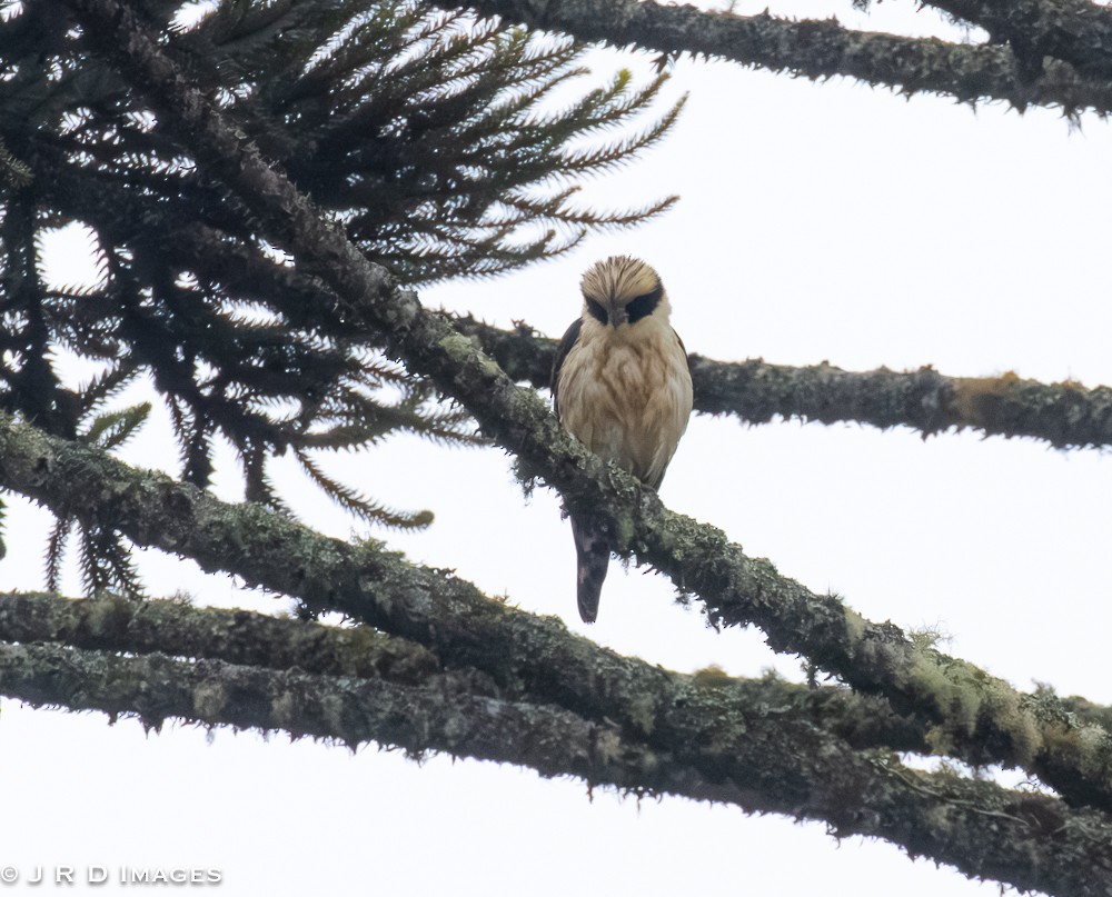 Laughing Falcon - ML642404847