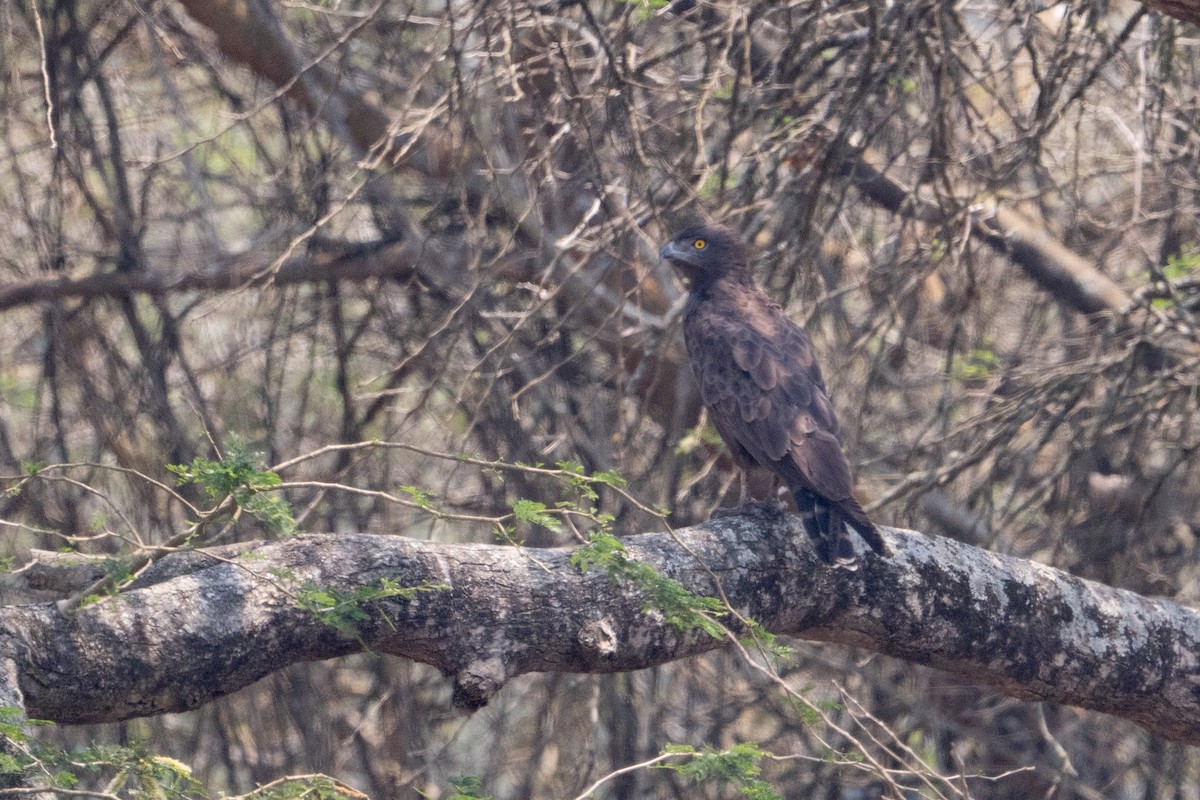 Brown Snake-Eagle - ML642404865