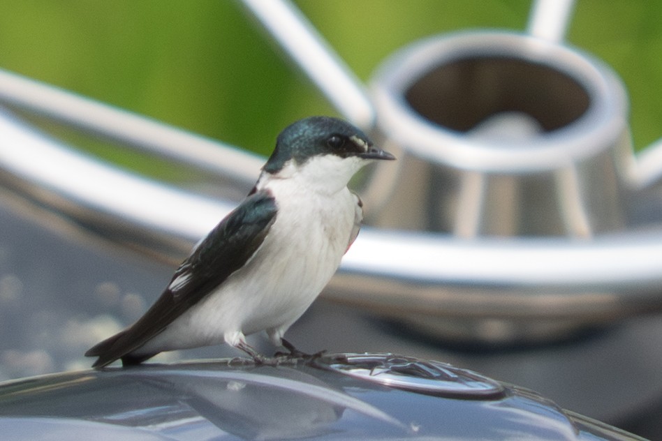 Mangrove Swallow - ML642404883