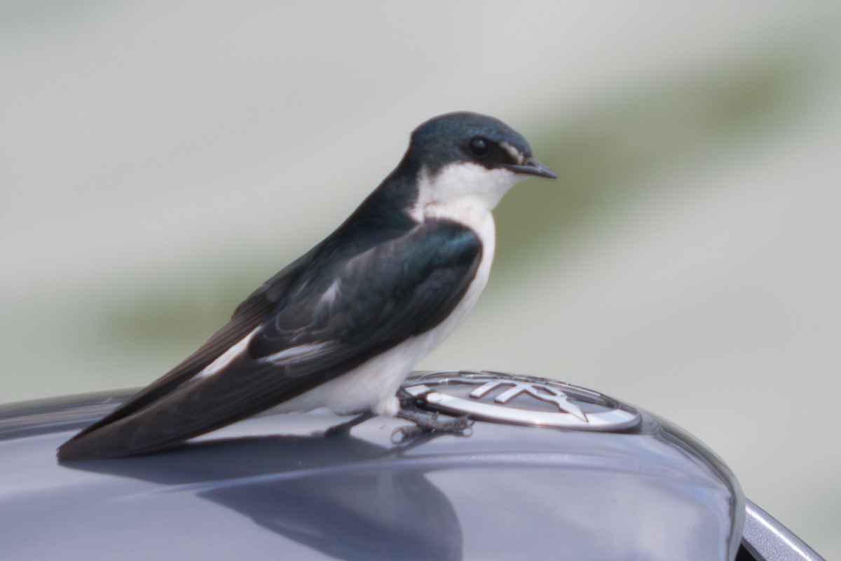 Mangrove Swallow - ML642404884