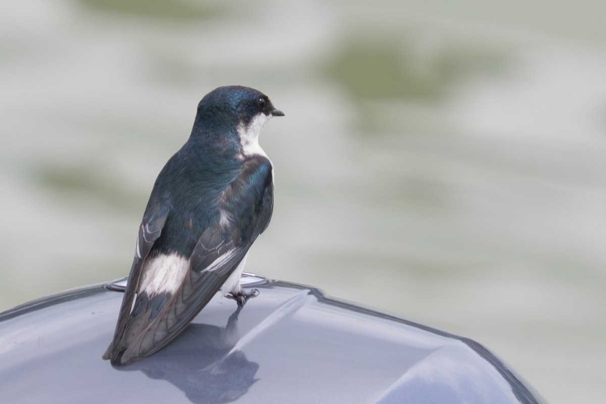 Mangrove Swallow - ML642404885