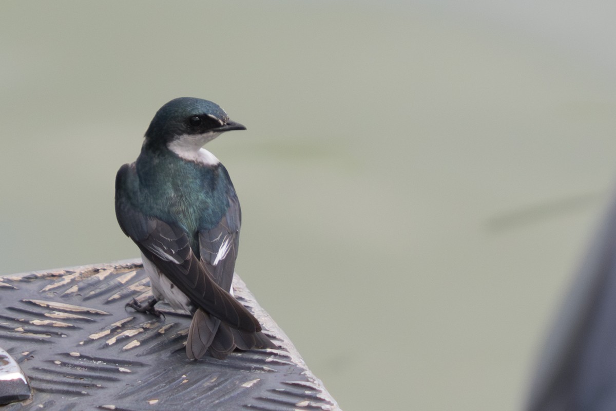 Mangrove Swallow - ML642404886