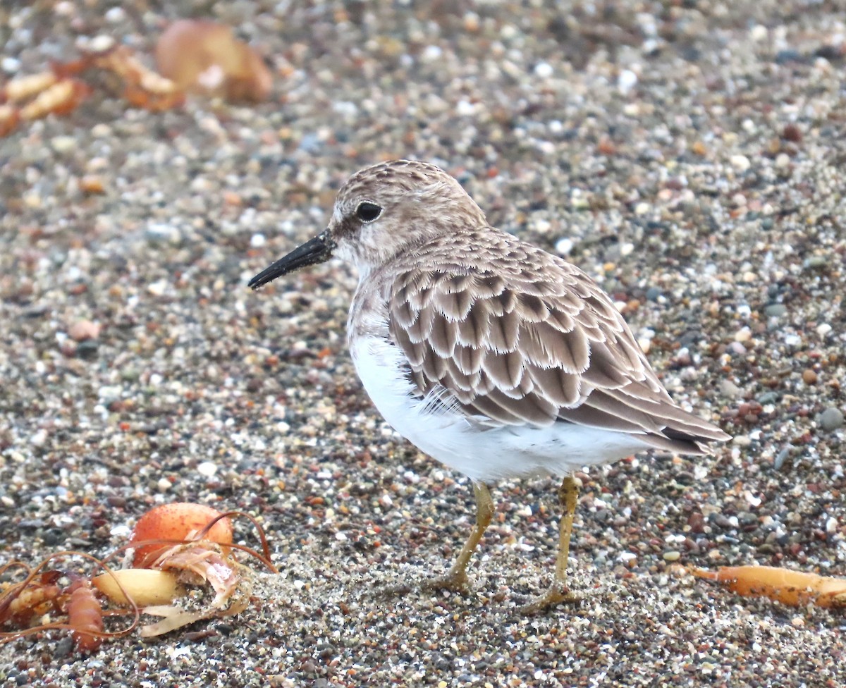Least Sandpiper - ML642404914
