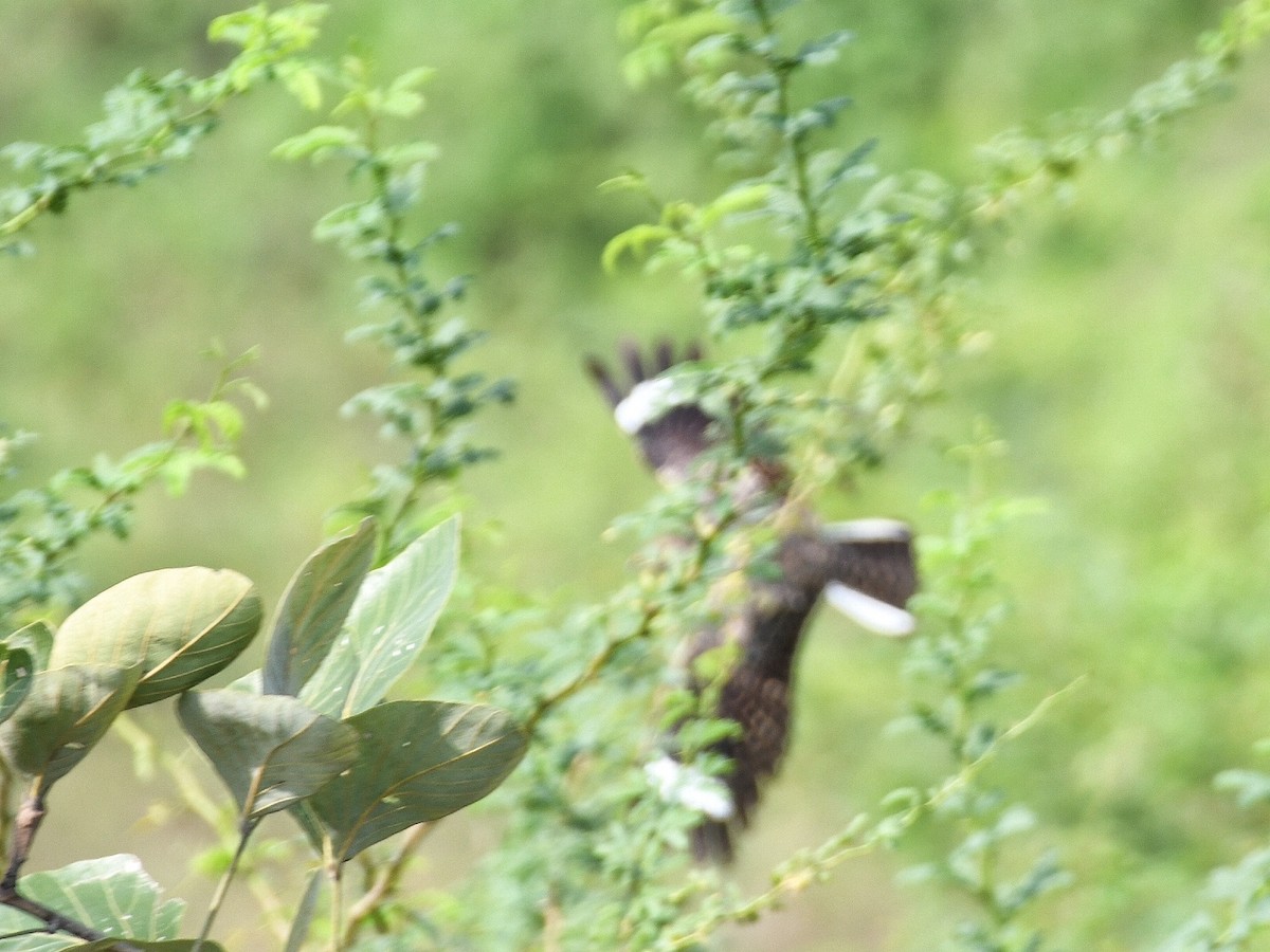 Indian Nightjar - ML642404995
