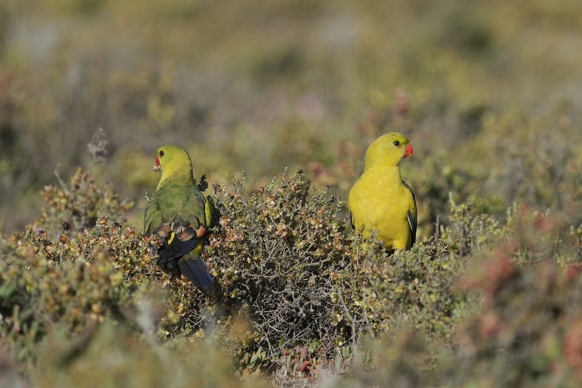 Regent Parrot - ML642404996