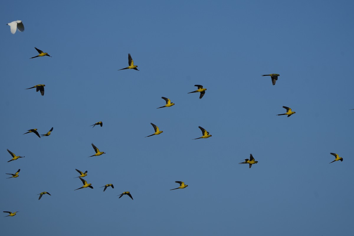 Regent Parrot - ML642404997