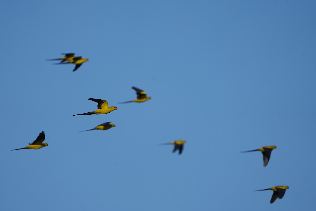Regent Parrot - ML642404998